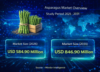 Asparagus Market Size to Reach USD 846.9 Million by 2031: Key Trends Driving Growth