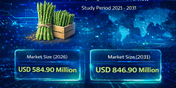 Asparagus Market Size to Reach USD 846.9 Million by 2031: Key Trends Driving Growth